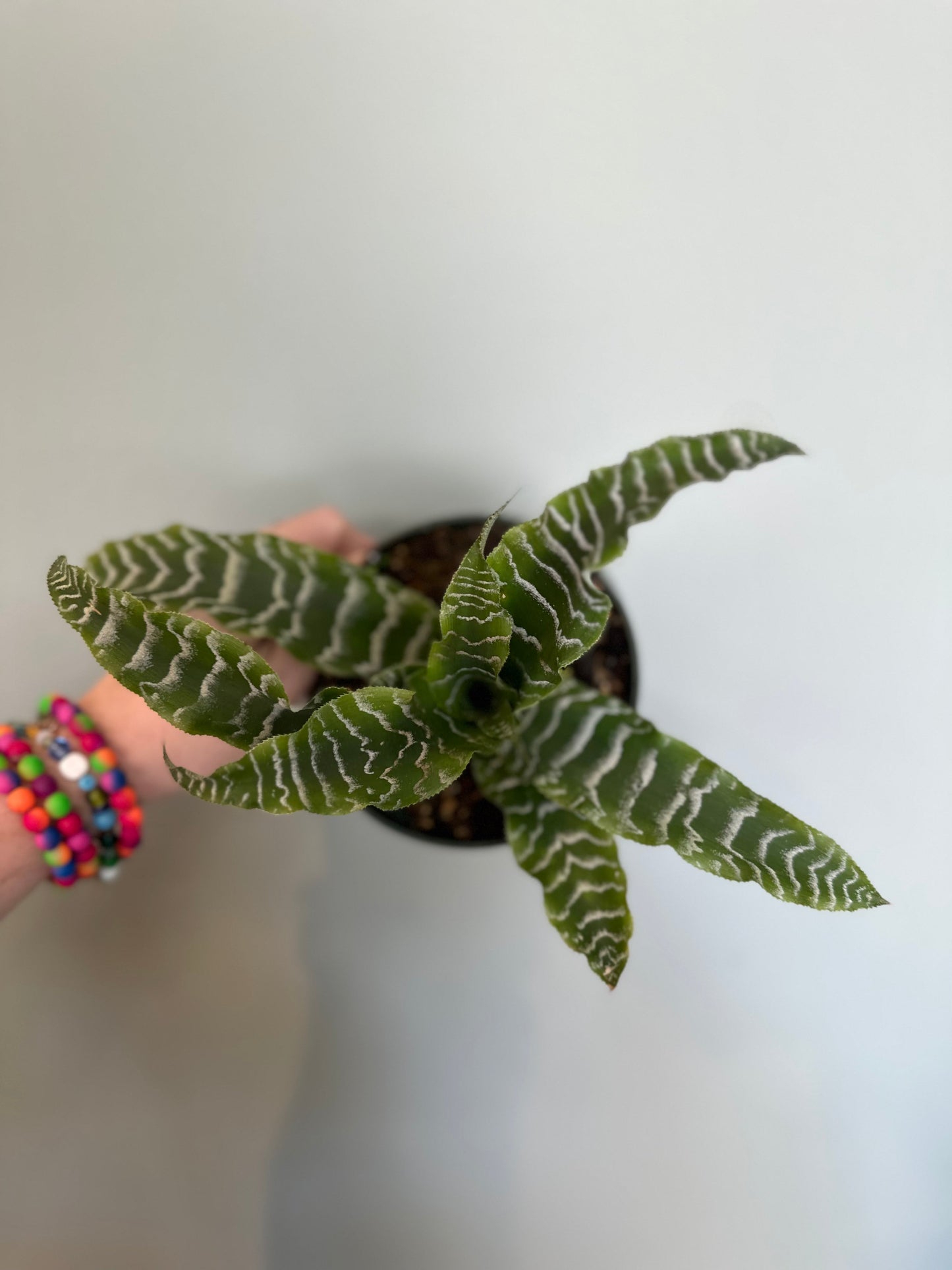 cryptanthus betty cyrptanthus from flower + furbish Shop now at flower + furbish