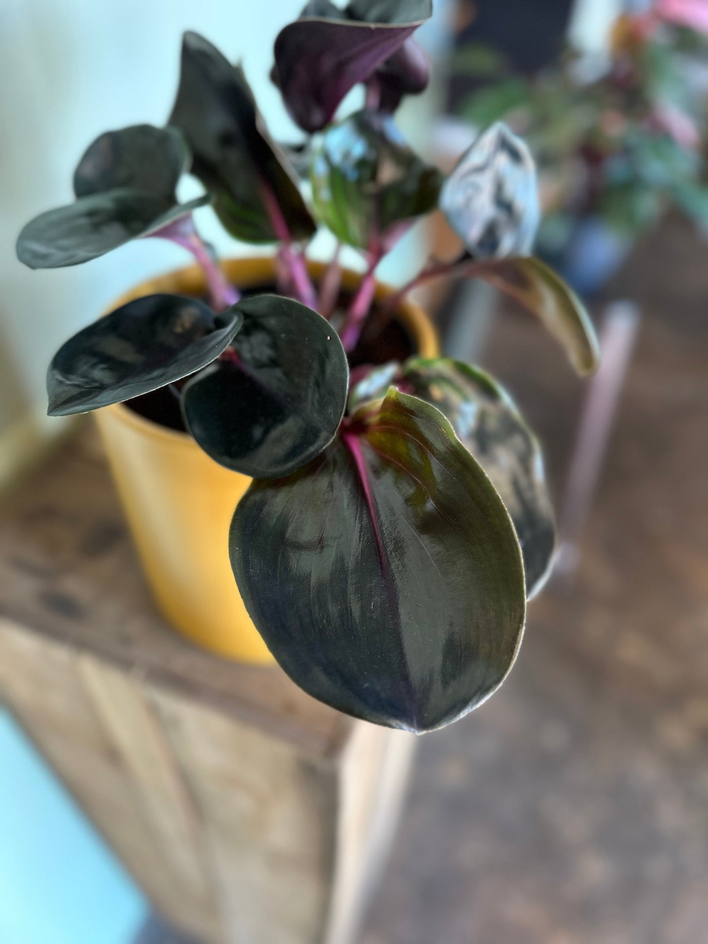 geogenanthus ciliates geogenanthus from flower + furbish Shop now at flower + furbish