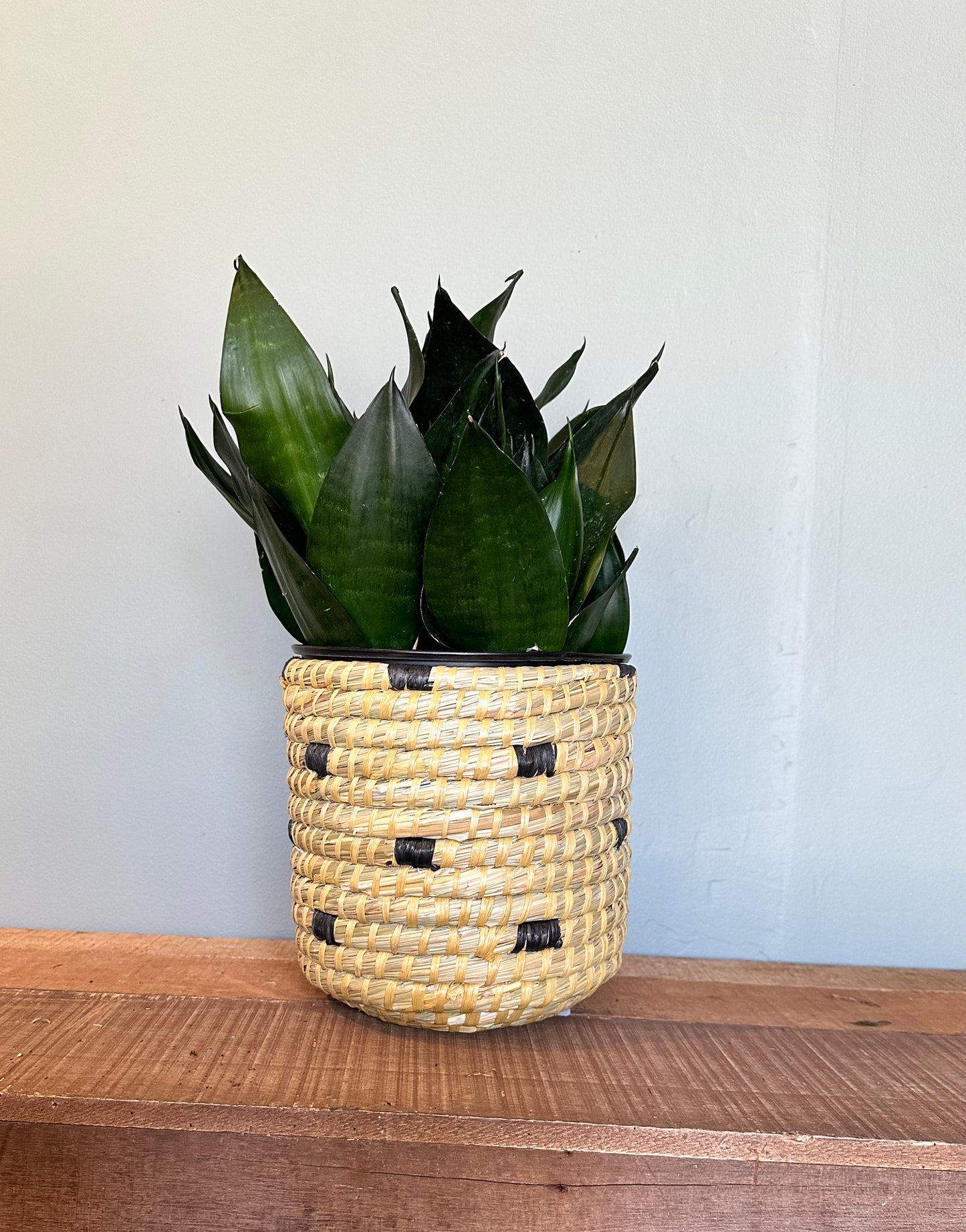sansevieria birds nest jade sansevieria from flower + furbish Shop now at flower + furbish