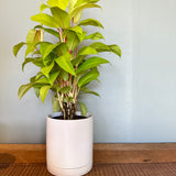 philodendron hederaceum lemon (lemon lime bush) shop now at flower + furbishMedium bright indirect light, moist, toxic