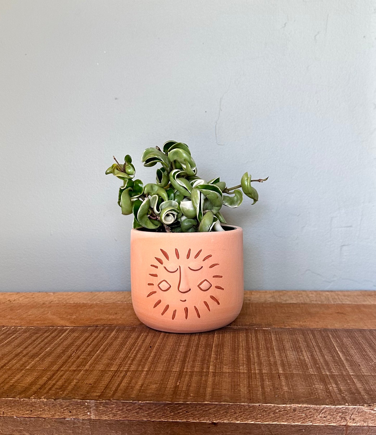 hoya hindu rope variegated hoya from flower + furbish Shop now at flower + furbish