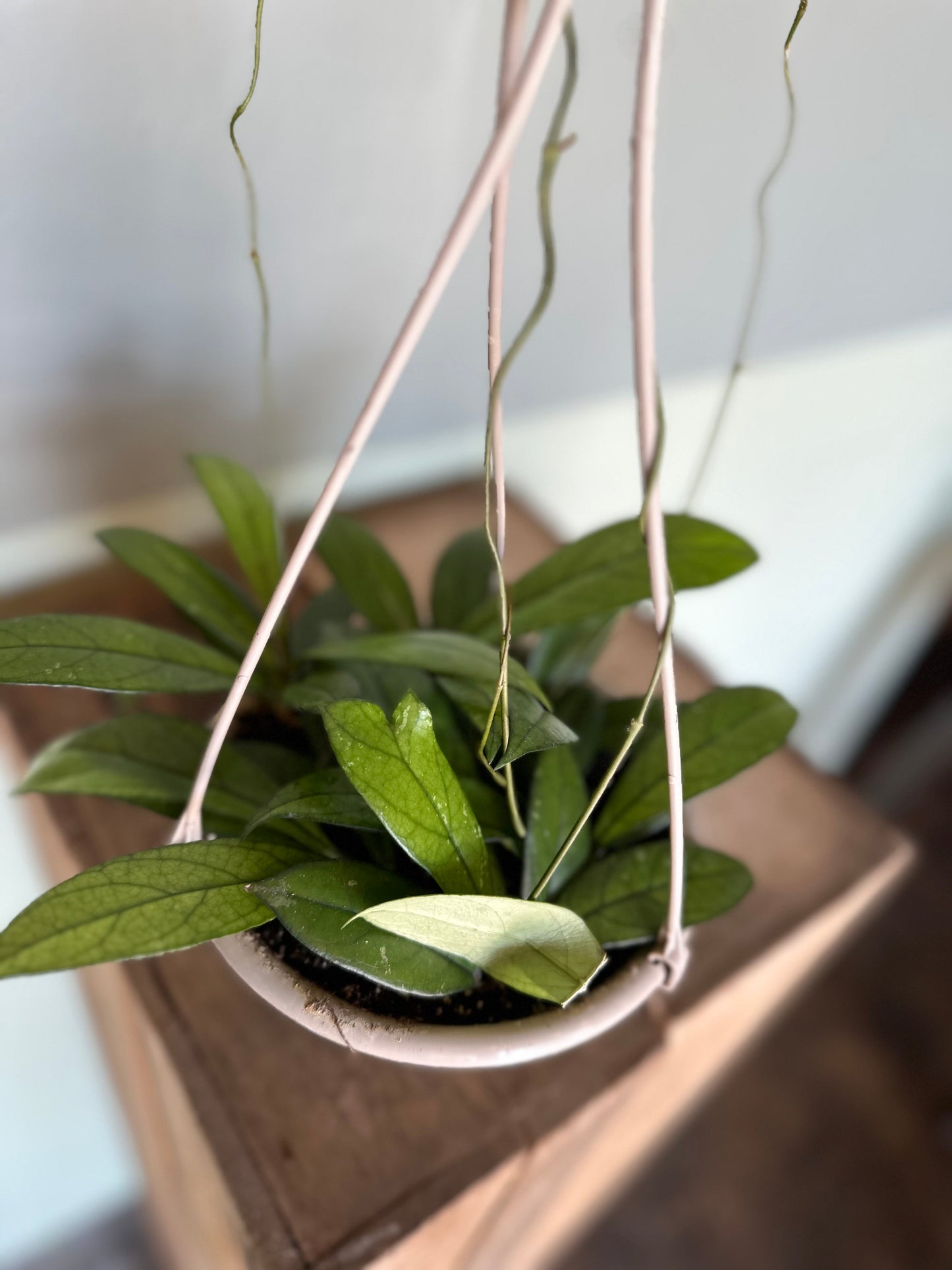 hoya hanging basket hoya from flower + furbish Shop now at flower + furbish