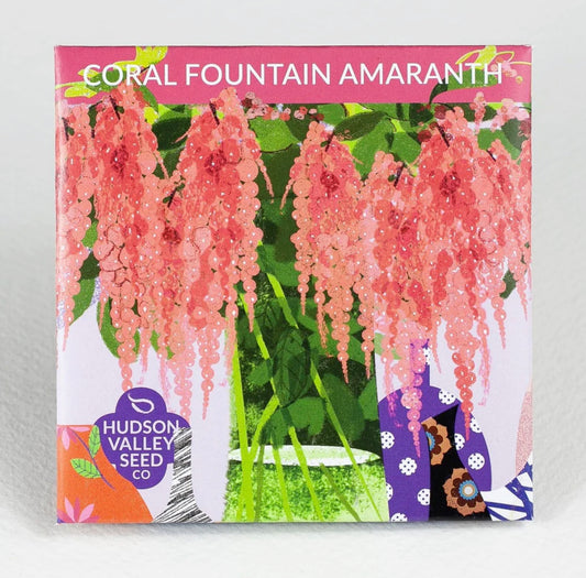 hudson valley coral fountain amaranth seeds seed from flower + furbish Shop now at flower + furbish