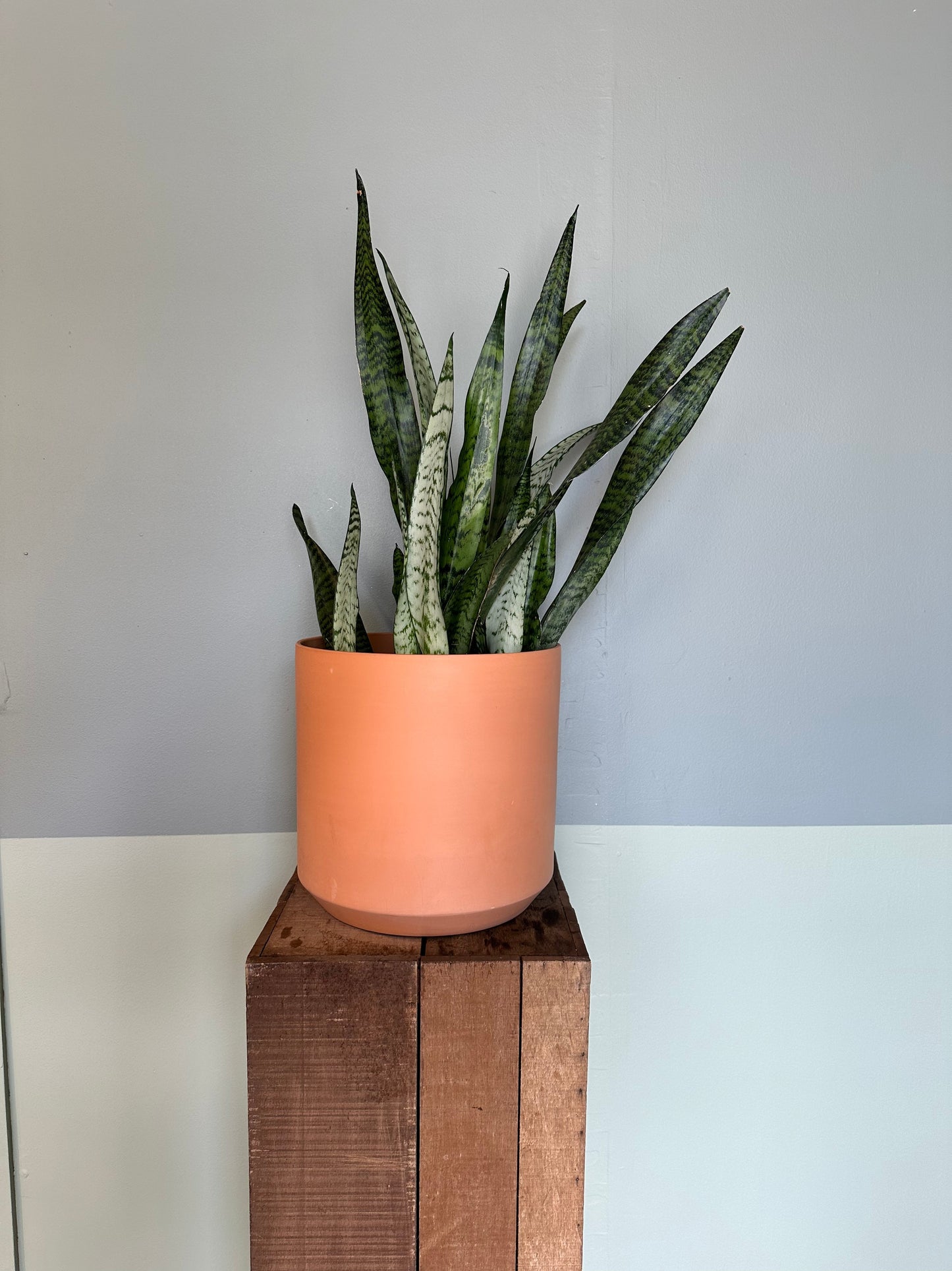 sansevieria zeylanica sansevieria from flower + furbish Shop now at flower + furbish