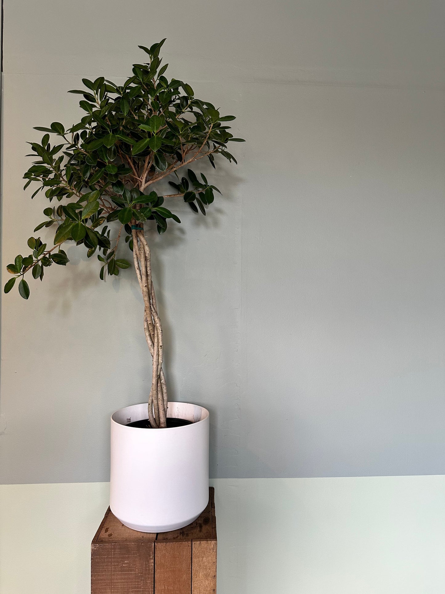 ficus moclame braid ficus from flower + furbish Shop now at flower + furbish