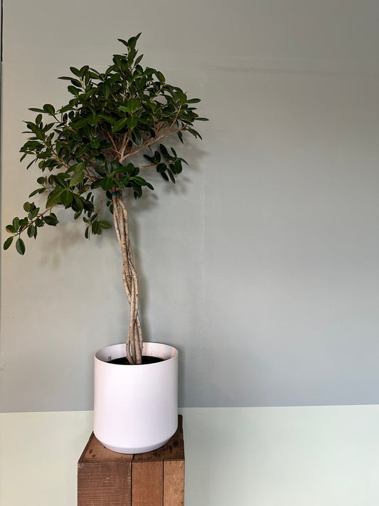 ficus moclame ficus from flower + furbish Shop now at flower + furbish