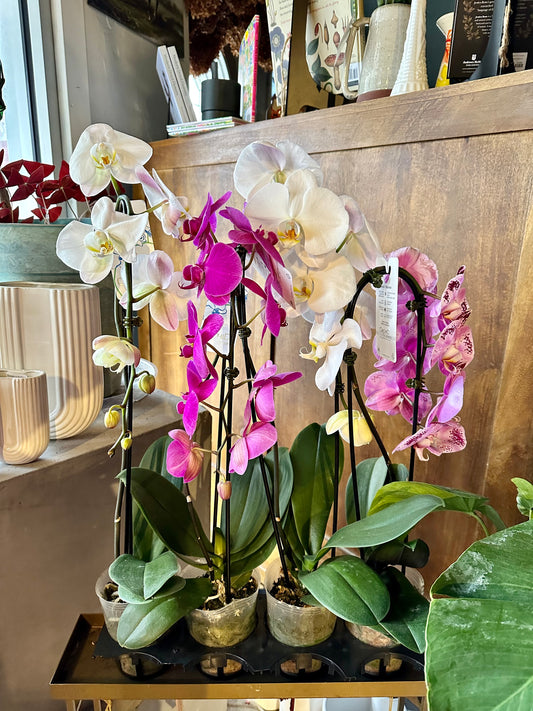 orchid Orchid from flower + furbish Shop now at flower + furbish