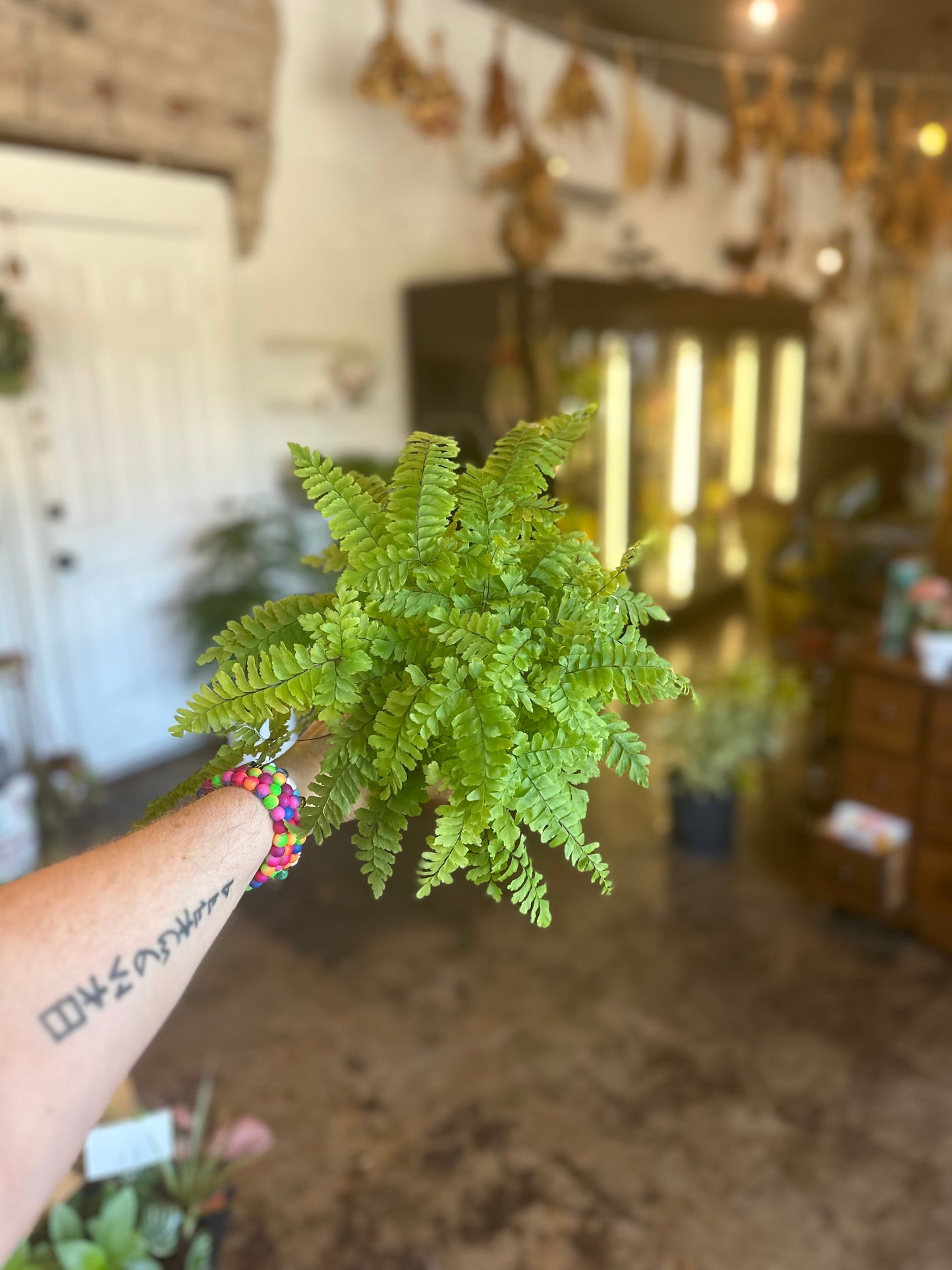 maiden hair fern fern from flower + furbish Shop now at flower + furbish