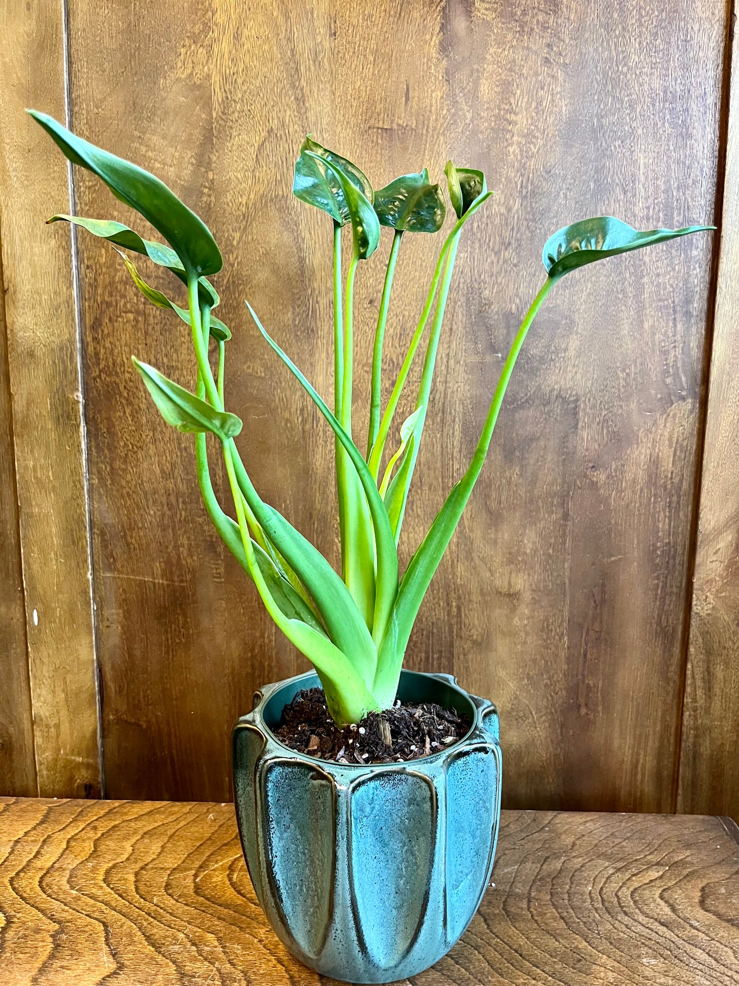 alocasia tiny dancer alocasia from flower + furbish Shop now at flower + furbish
