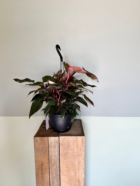 philodendron pink princess philodendron from flower + furbish Shop now at flower + furbish