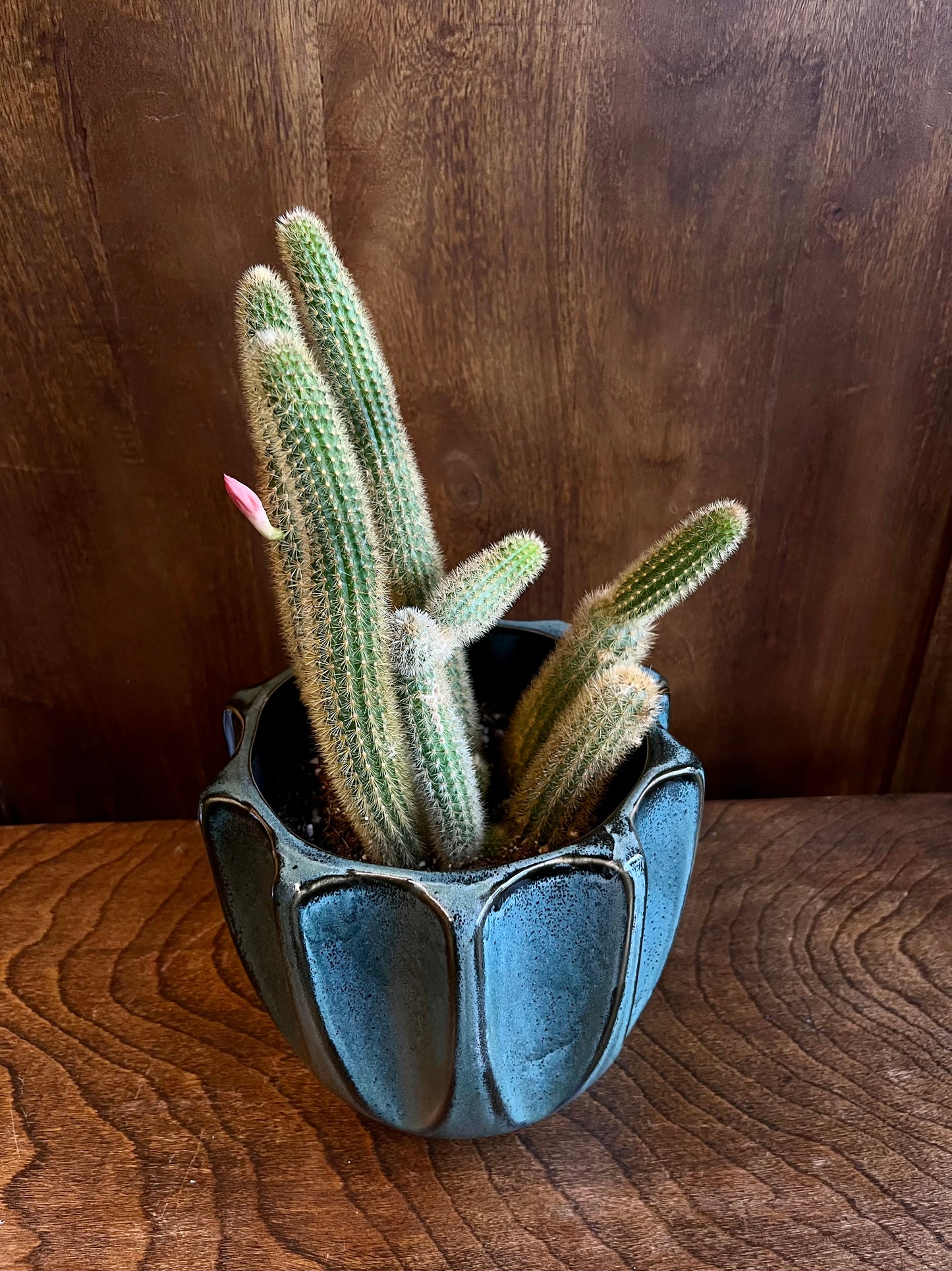 golden rat tail cactus from flower + furbish Shop now at flower + furbish