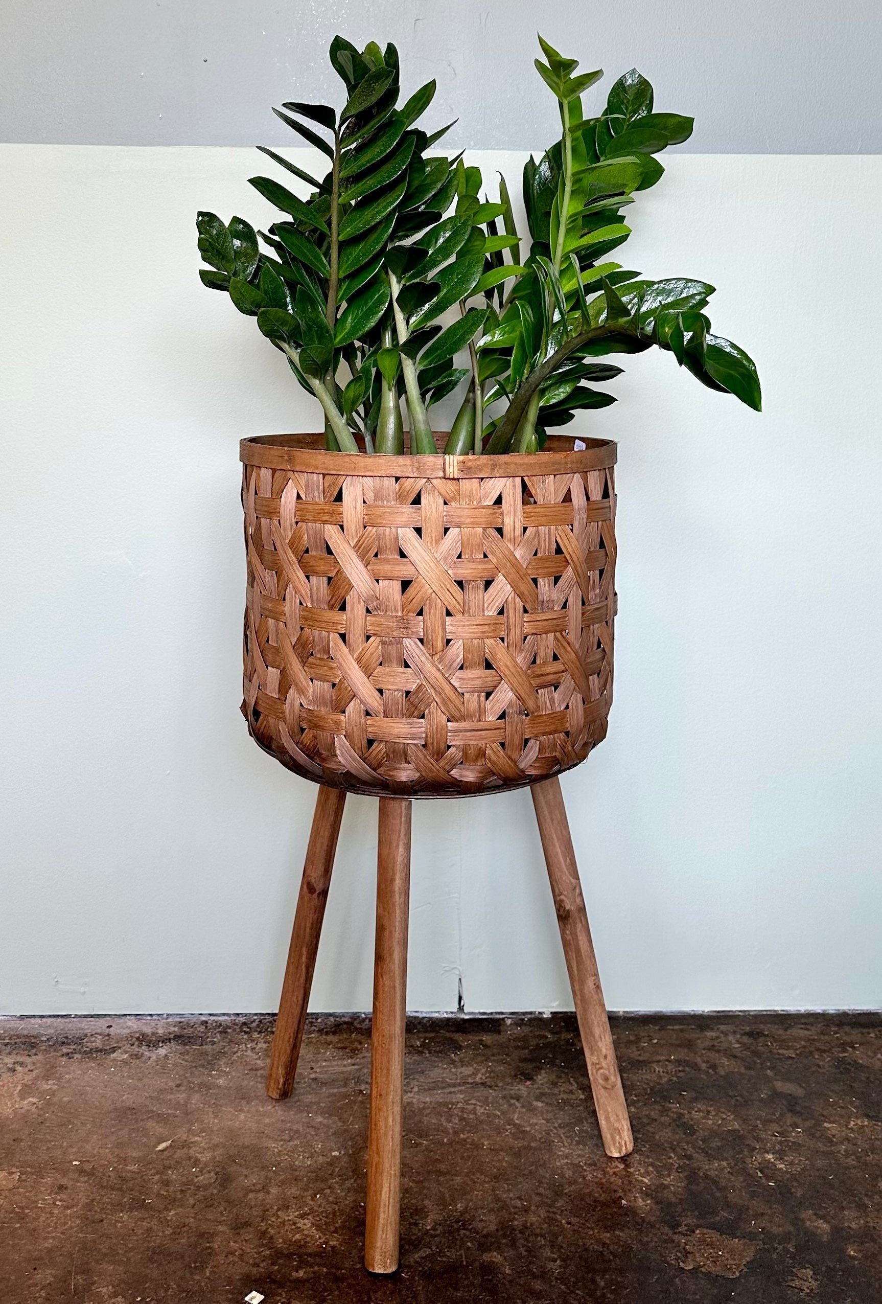 where to buy a zz plant in store zamioculcas zamiifolia (zz plant)