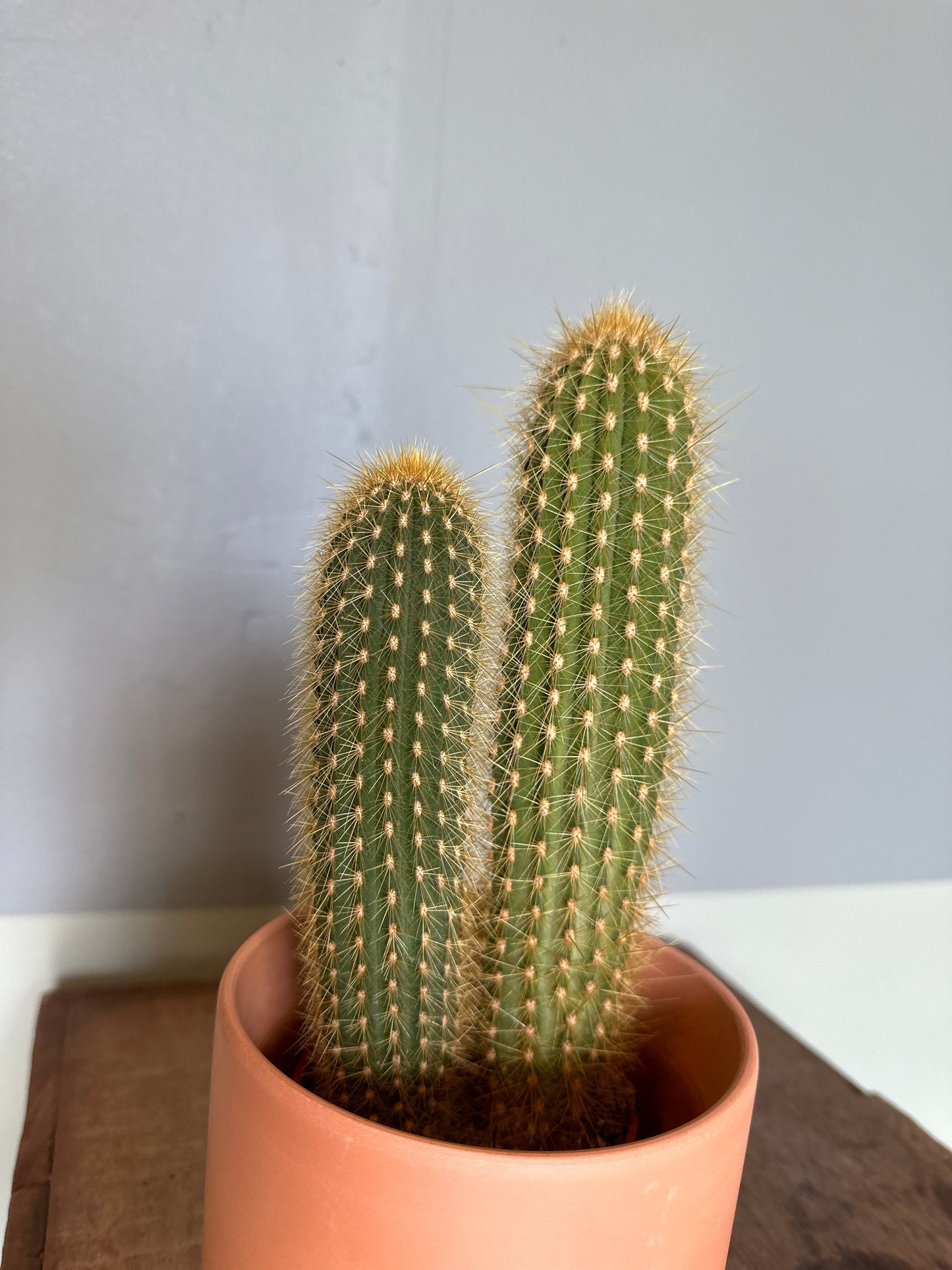 assorted cacti cactus from flower + furbish Shop now at flower + furbish