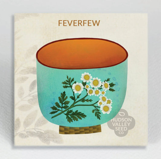hudson valley feverfew seeds seed from flower + furbish Shop now at flower + furbish