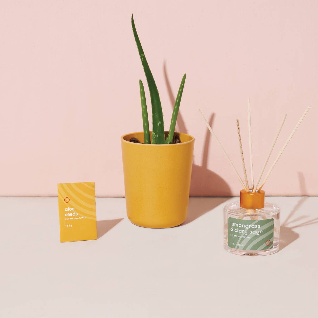 modern sprout grounding aloe kit from flower + furbish Shop now at flower + furbish