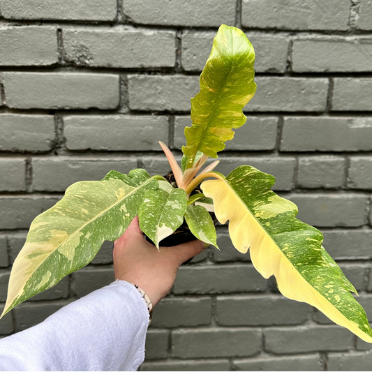 philodendron ring of fire philodendron from flower + furbish Shop now at flower + furbish