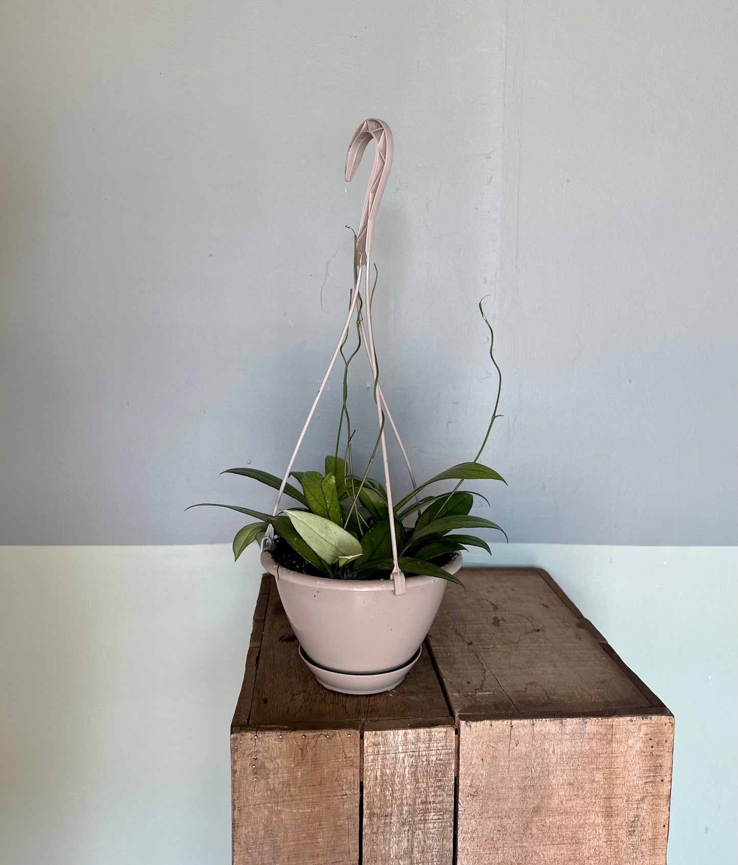 hoya hanging basket hoya from flower + furbish Shop now at flower + furbish