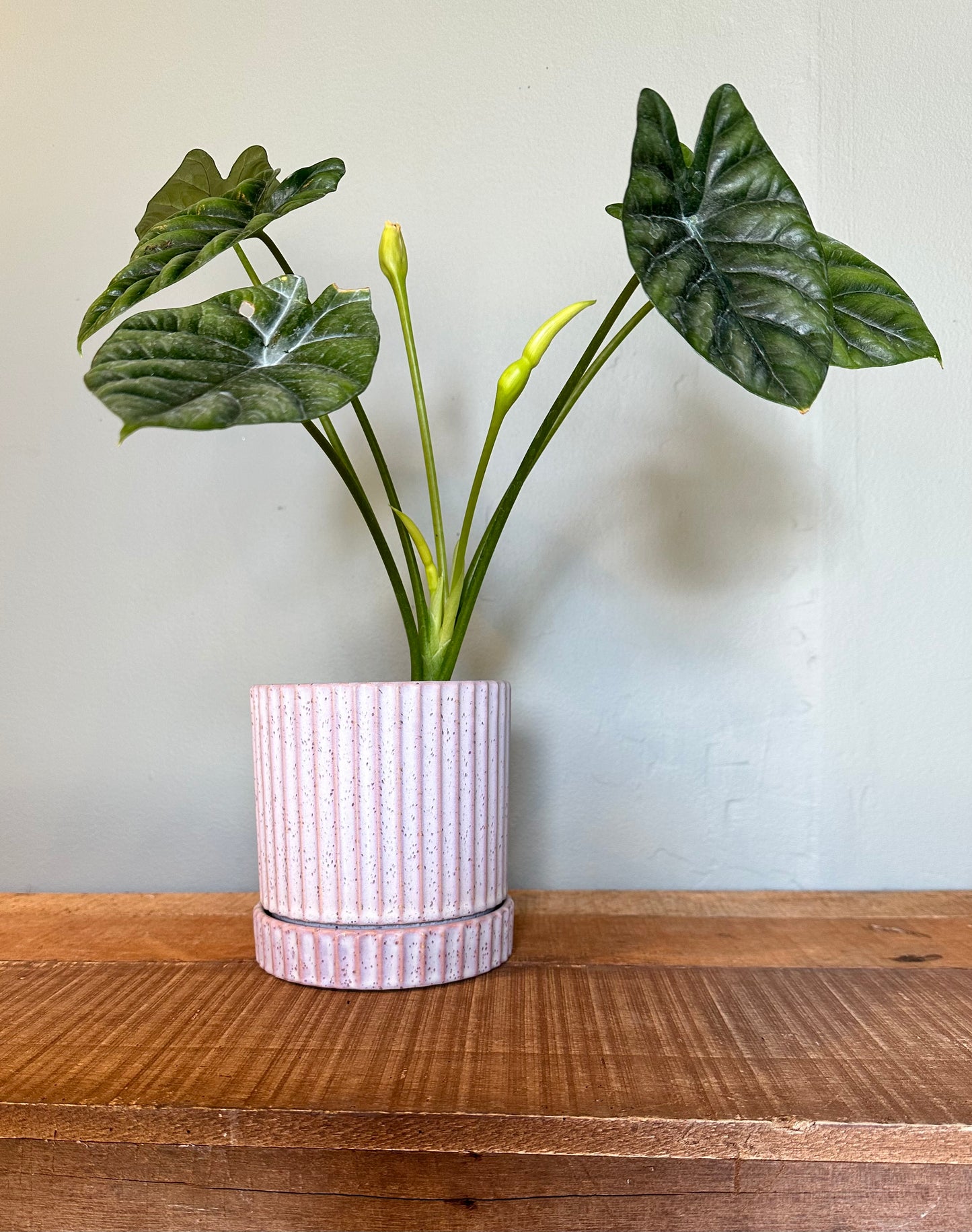 alocasia quilted dreams alocasia from flower + furbish Shop now at flower + furbish