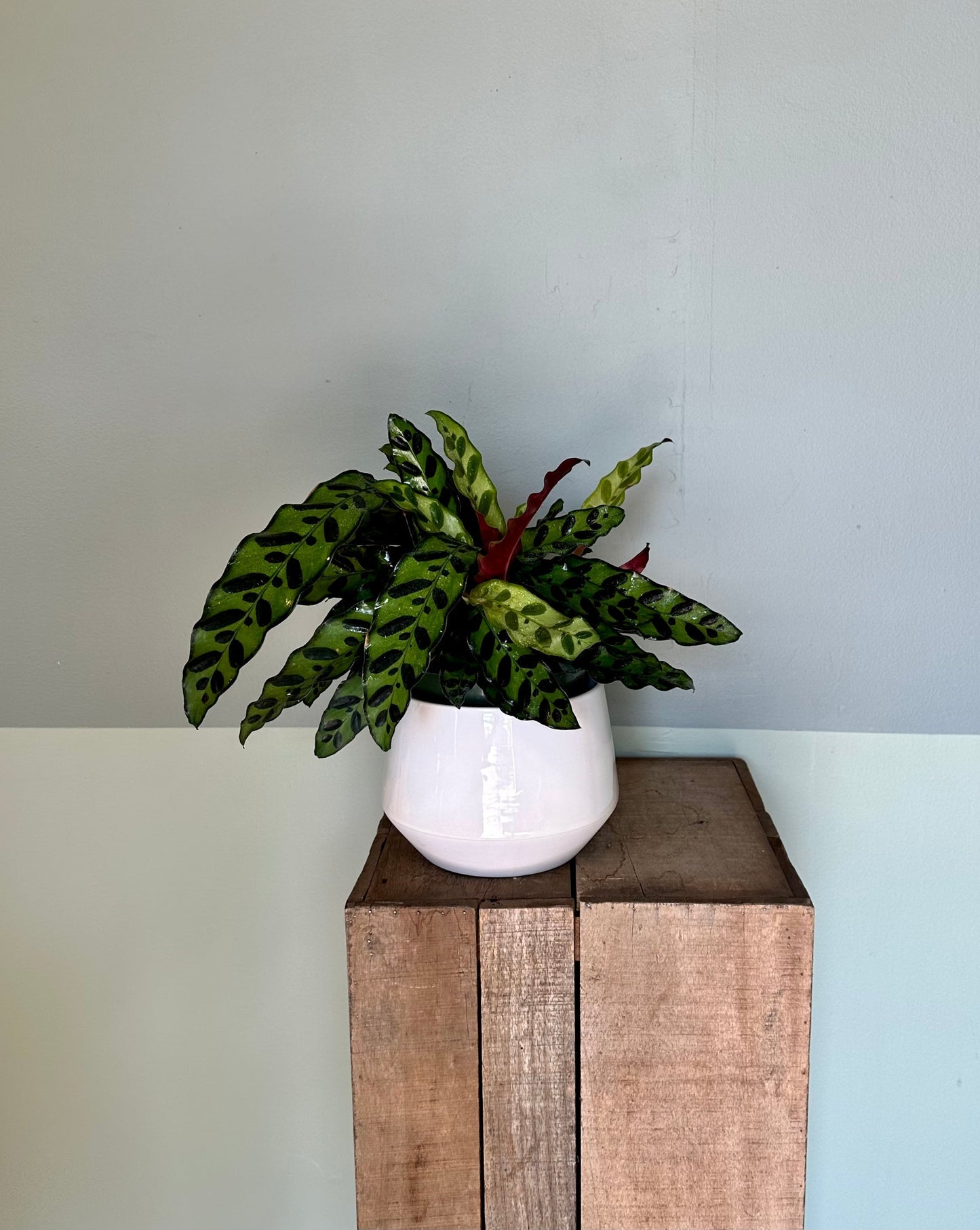 calathea lancifolia calathea from flower + furbish Shop now at flower + furbish