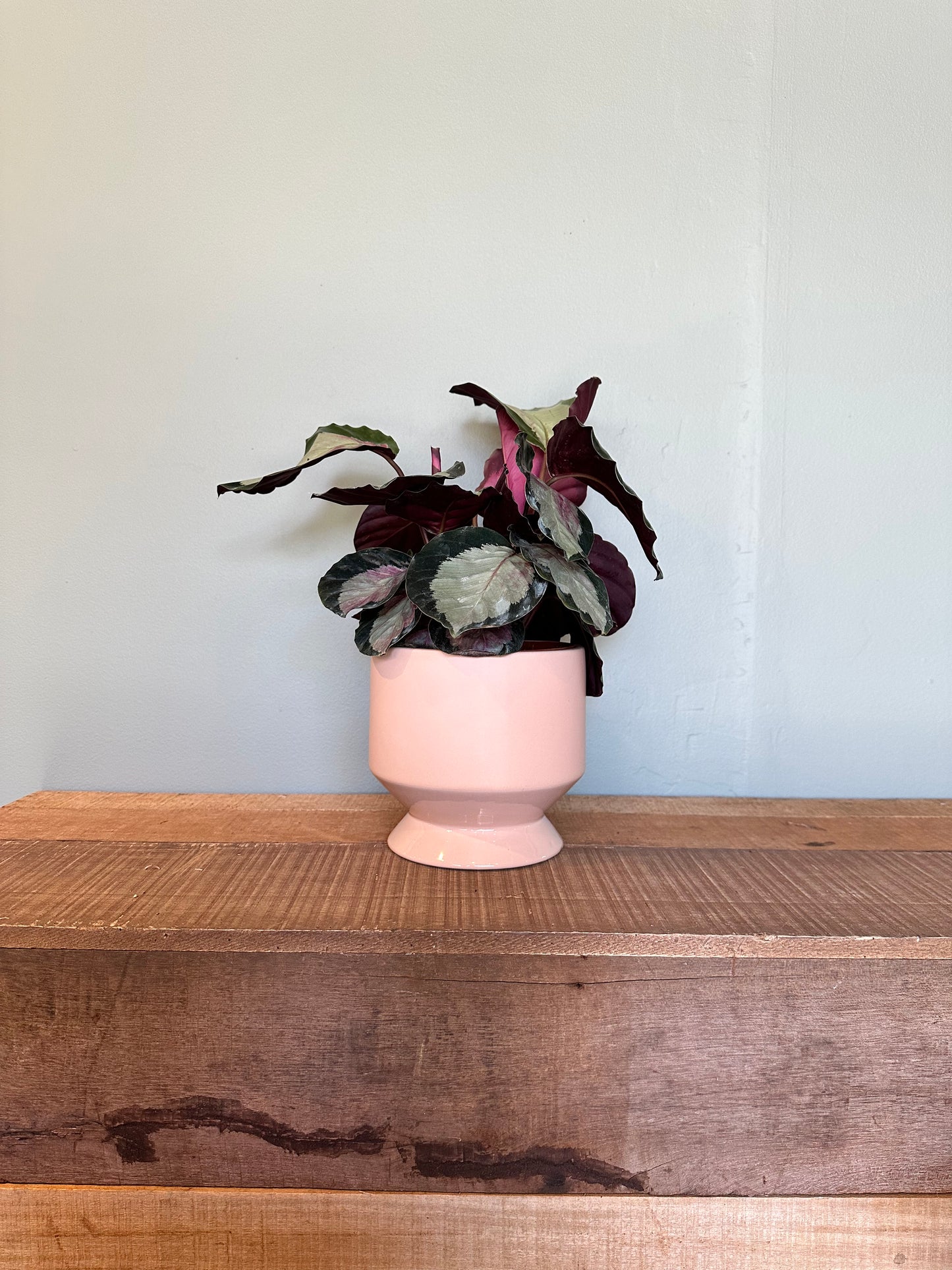 calathea rosey calathea from flower + furbish Shop now at flower + furbish