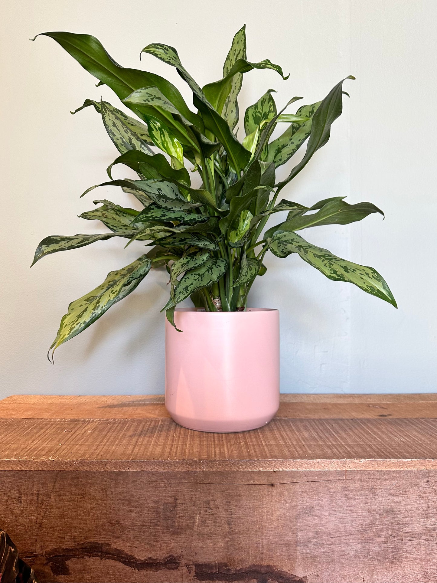 dieffenbachia camoflauge dieffenbachia from flower + furbish Shop now at flower + furbish