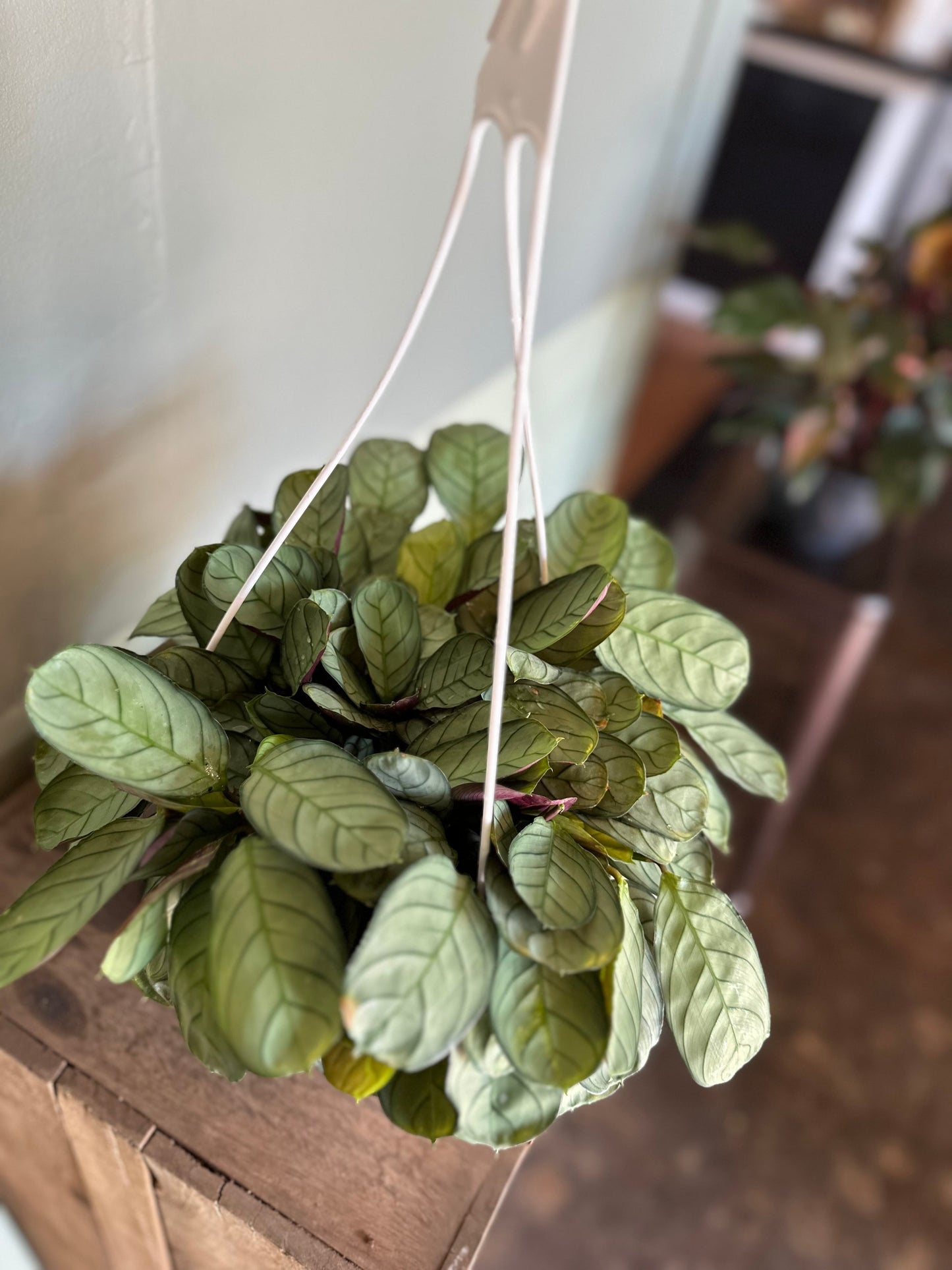 calathea ctenanthe calathea from flower + furbish Shop now at flower + furbish