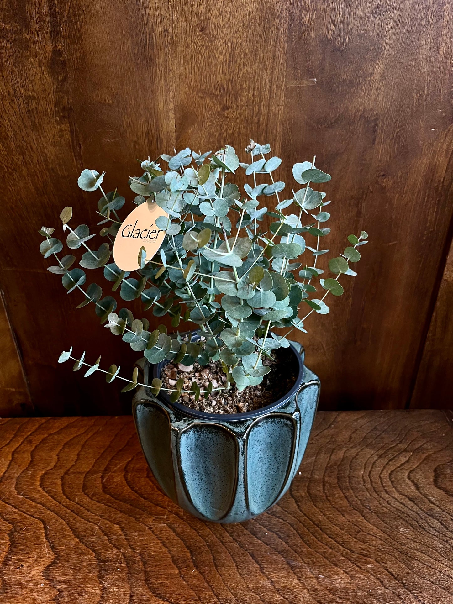 eucalyptus glacier eucalyptus from flower + furbish Shop now at flower + furbish