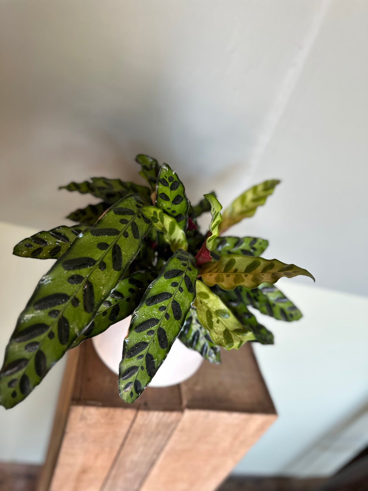 calathea lancifolia calathea from flower + furbish Shop now at flower + furbish