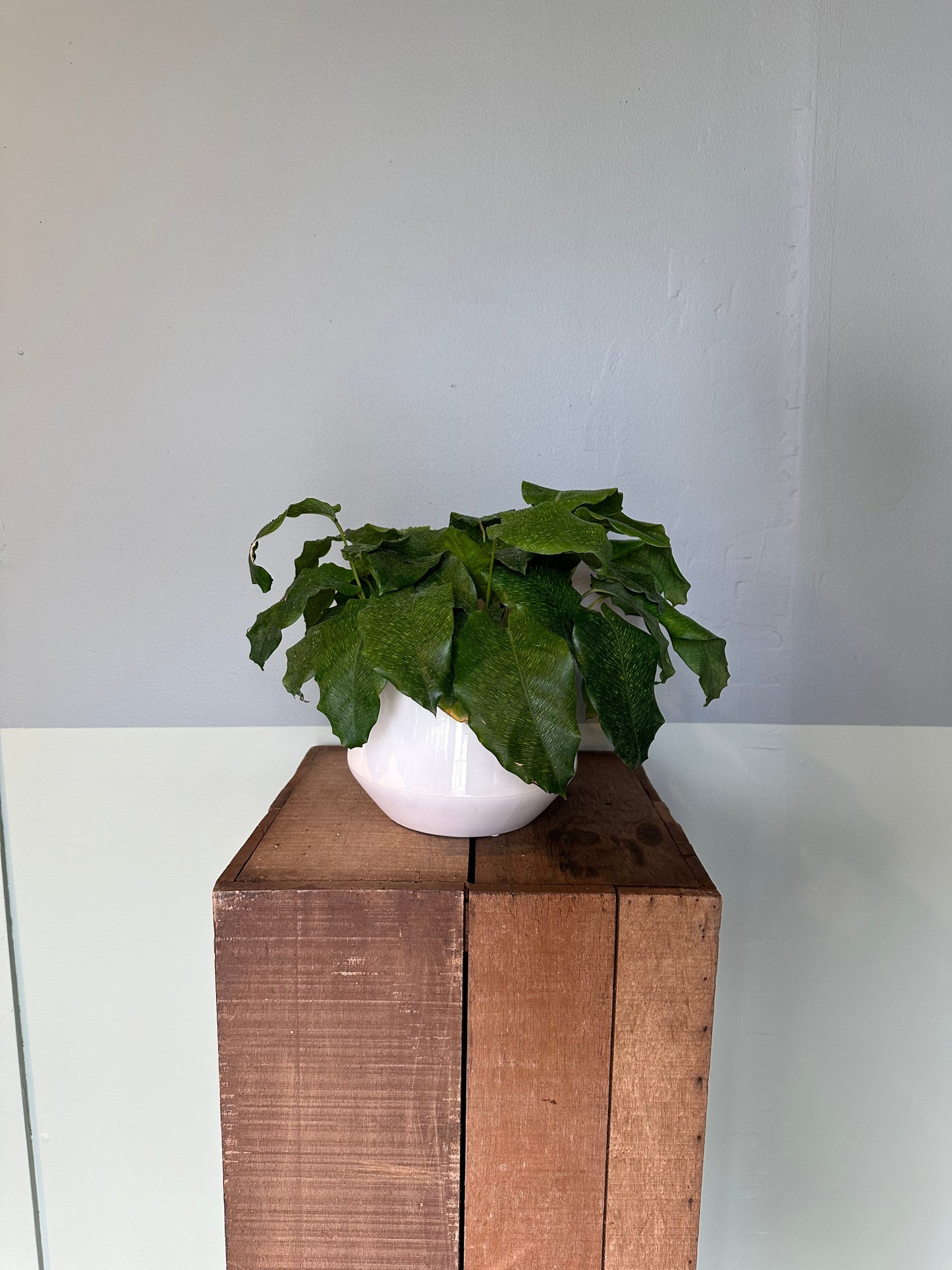 calathea network calathea from flower + furbish Shop now at flower + furbish