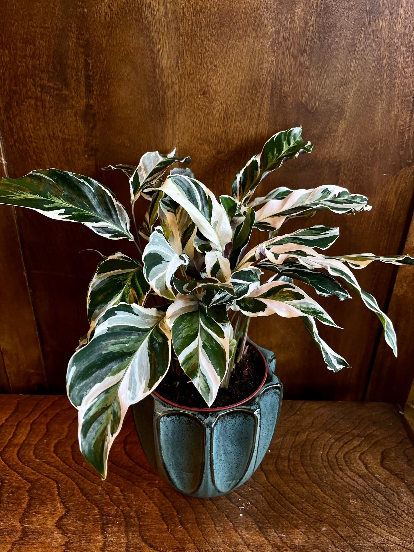 calathea white fusion calathea from flower + furbish Shop now at flower + furbish