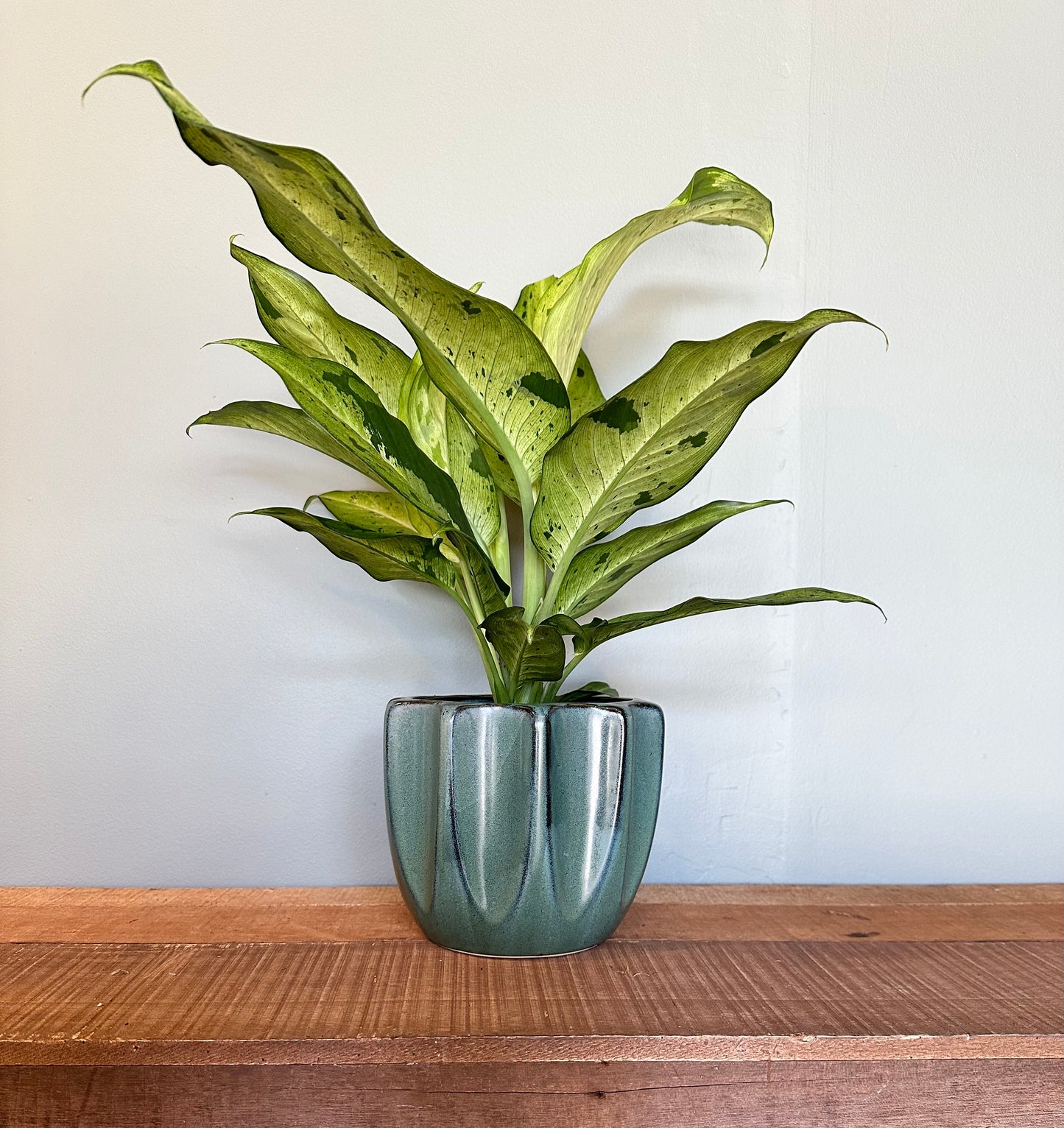 aglaonema golden madonna aglaonema from flower + furbish Shop now at flower + furbish