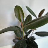 ficus elastica (burgundy bush) shop now at flower + furbish8 inch, 9 inch, bright indirect light, Dry to moist, toxic