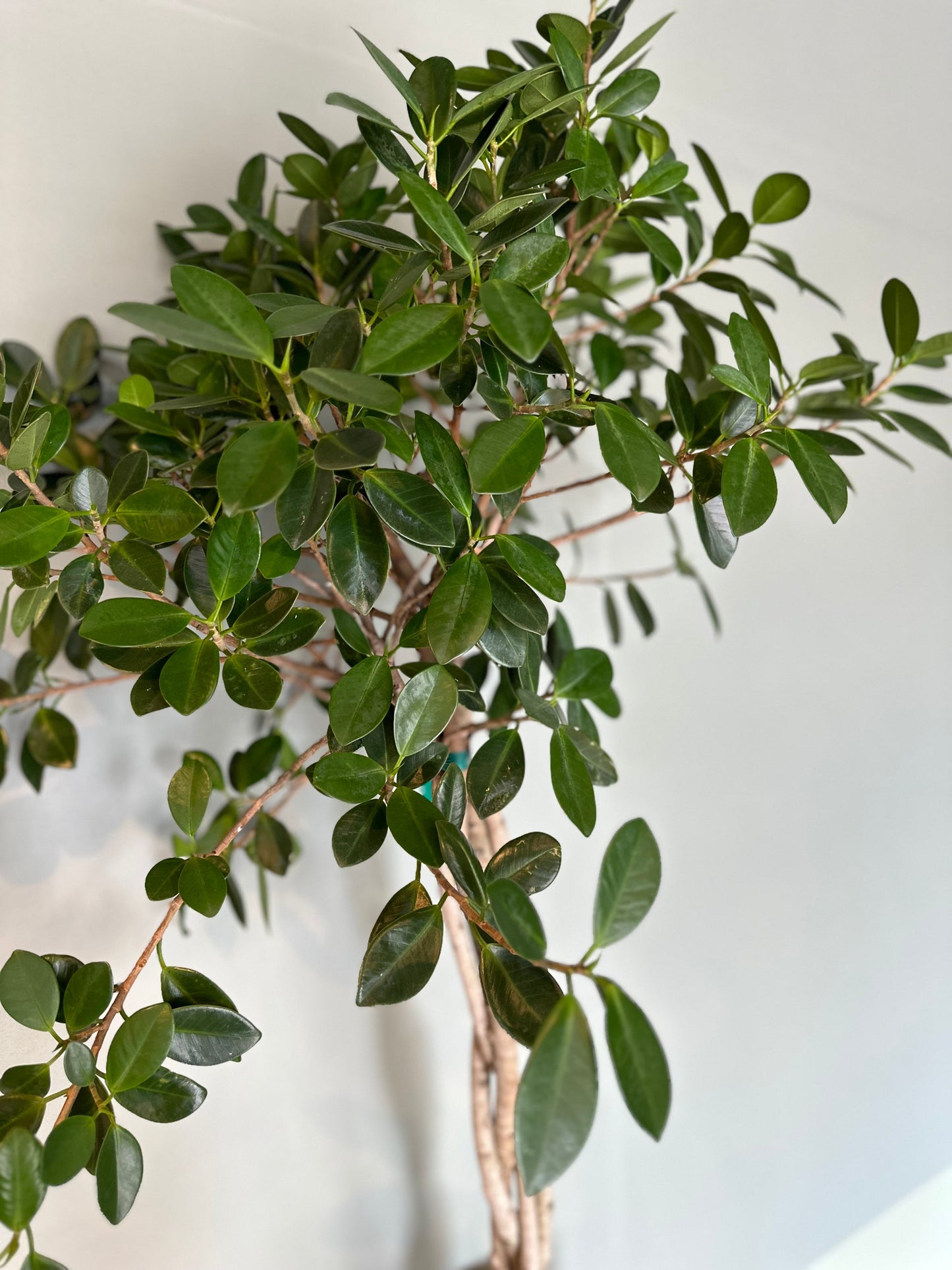 ficus moclame braid ficus from flower + furbish Shop now at flower + furbish