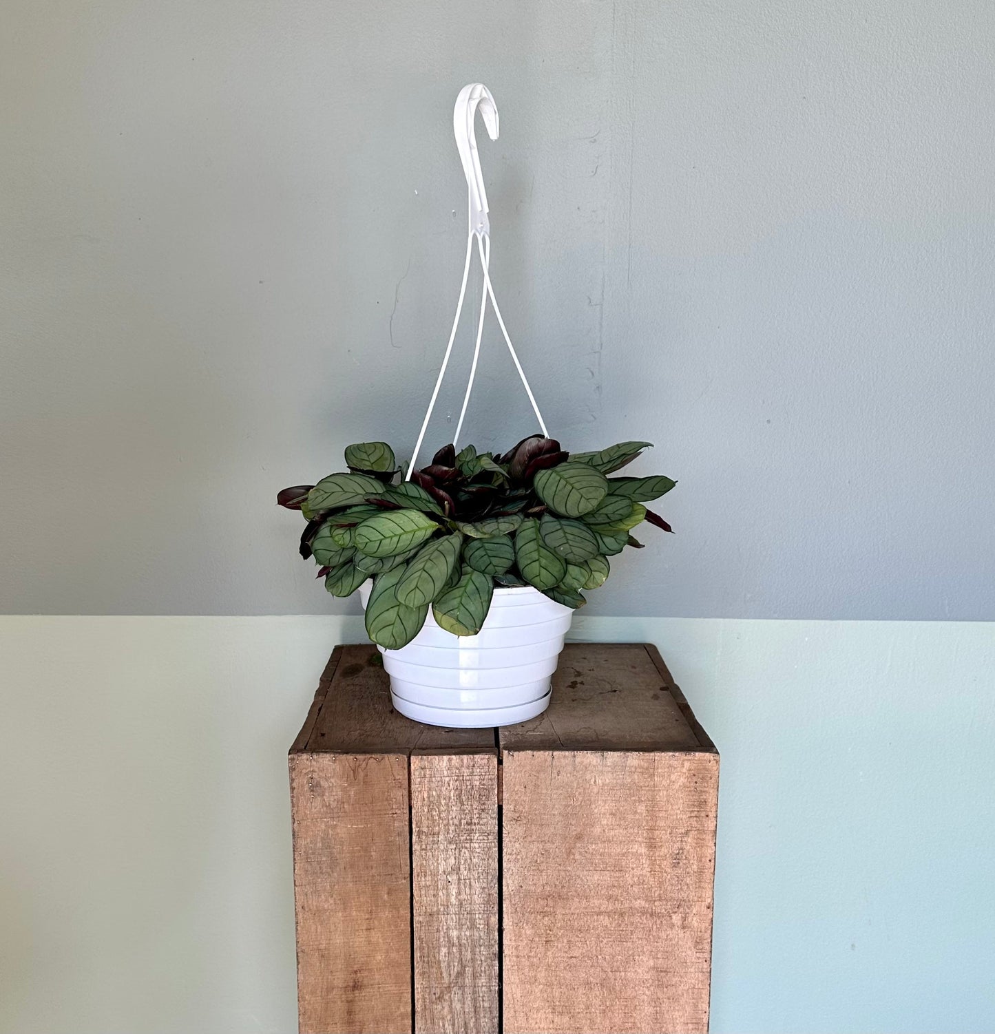 calathea ctenanthe calathea from flower + furbish Shop now at flower + furbish