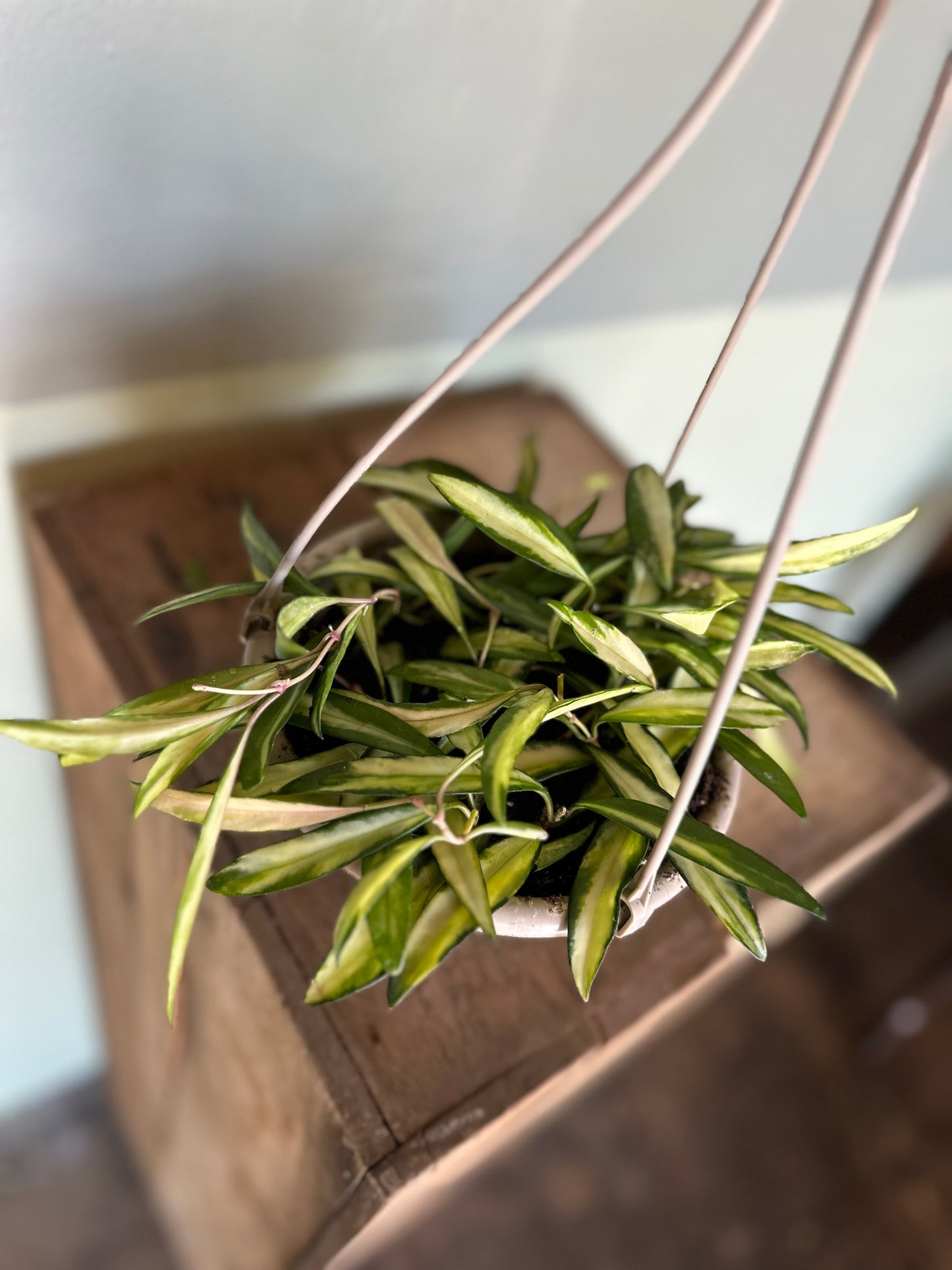hoya hanging basket hoya from flower + furbish Shop now at flower + furbish