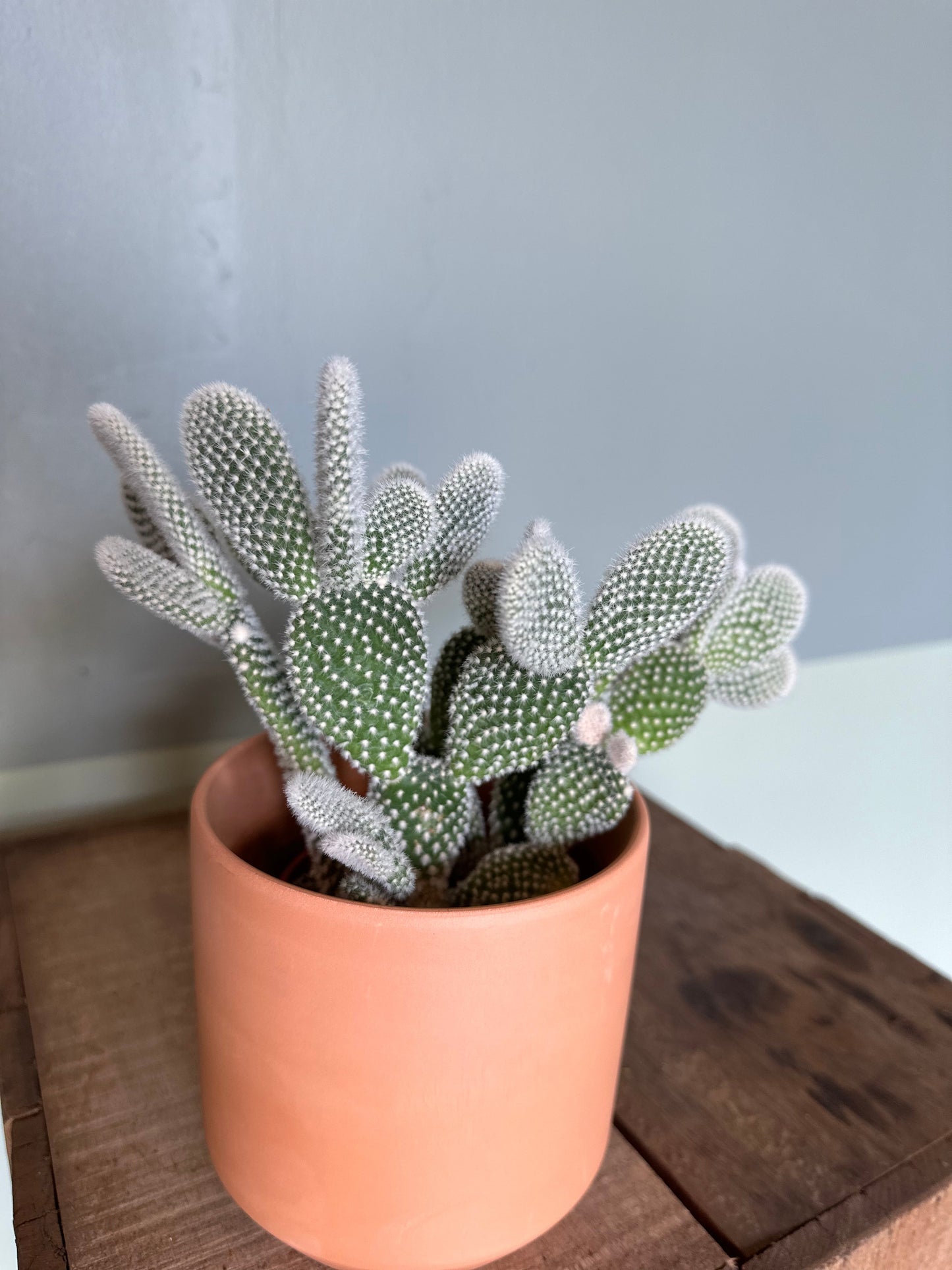 assorted cacti cactus from flower + furbish Shop now at flower + furbish