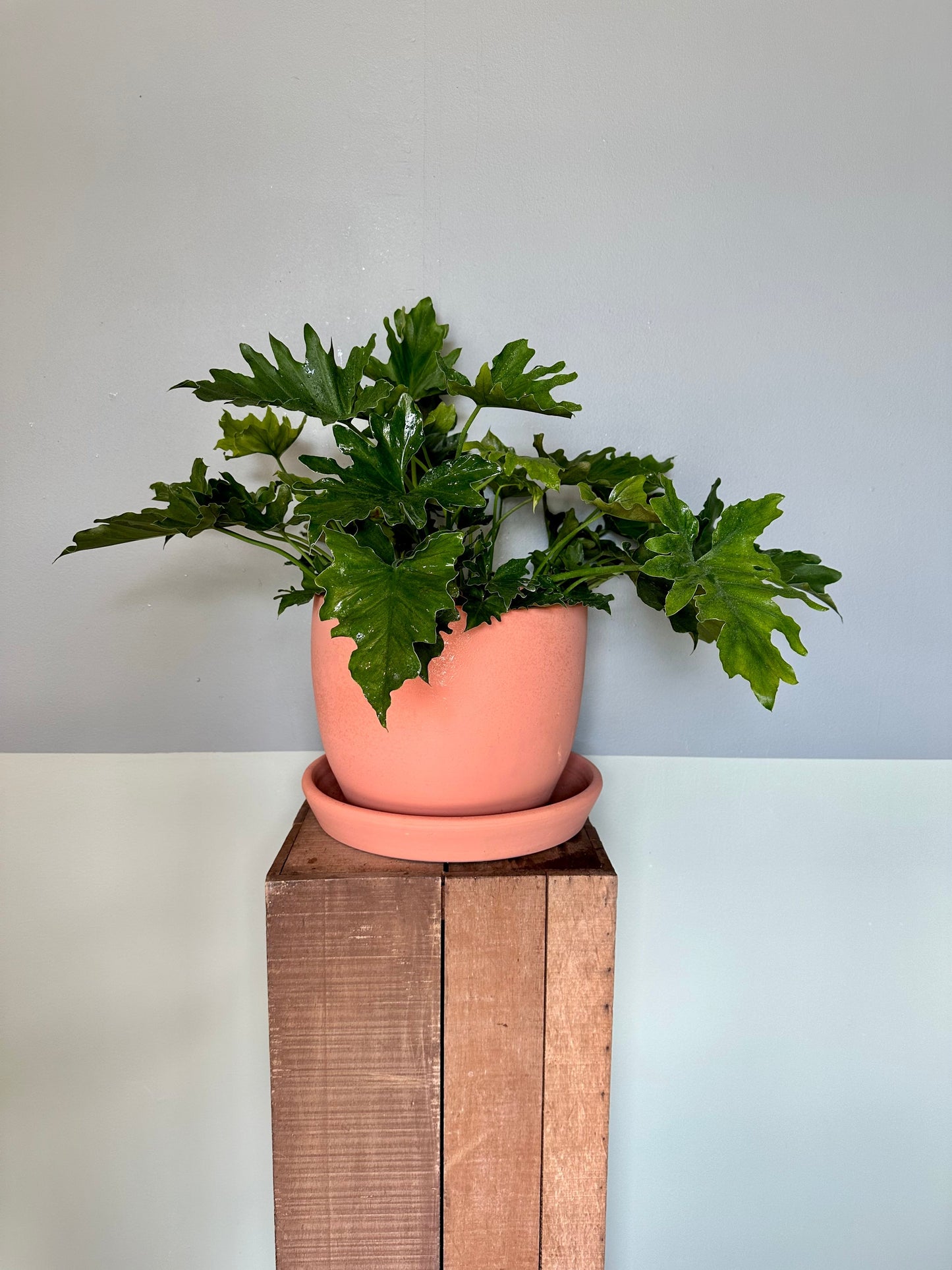 philodendron shangrila philodendron from flower + furbish Shop now at flower + furbish