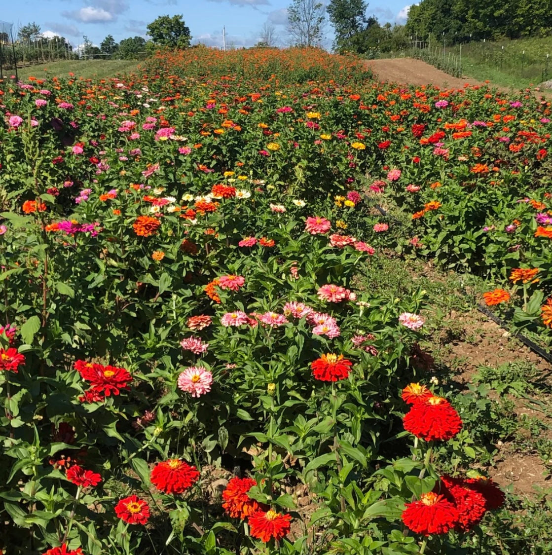 hudson valley state fair zinnia seeds seed from flower + furbish Shop now at flower + furbish