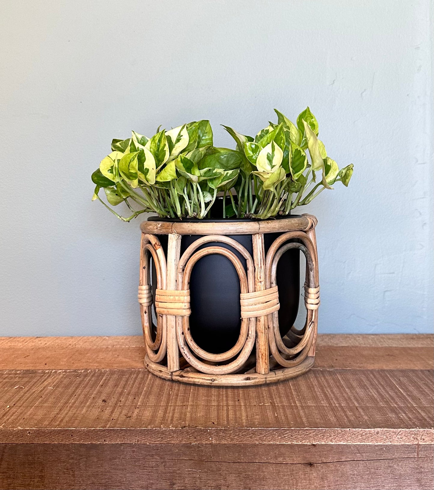 pothos lemon meringue pothos from flower + furbish Shop now at flower + furbish