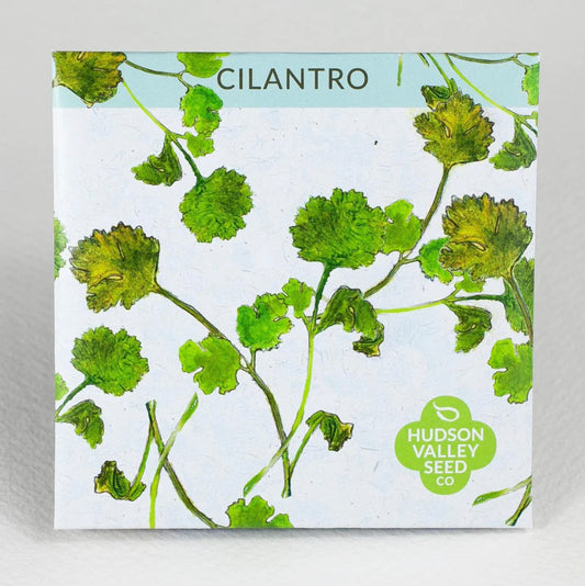 hudson valley cilantro seeds seed from flower + furbish Shop now at flower + furbish
