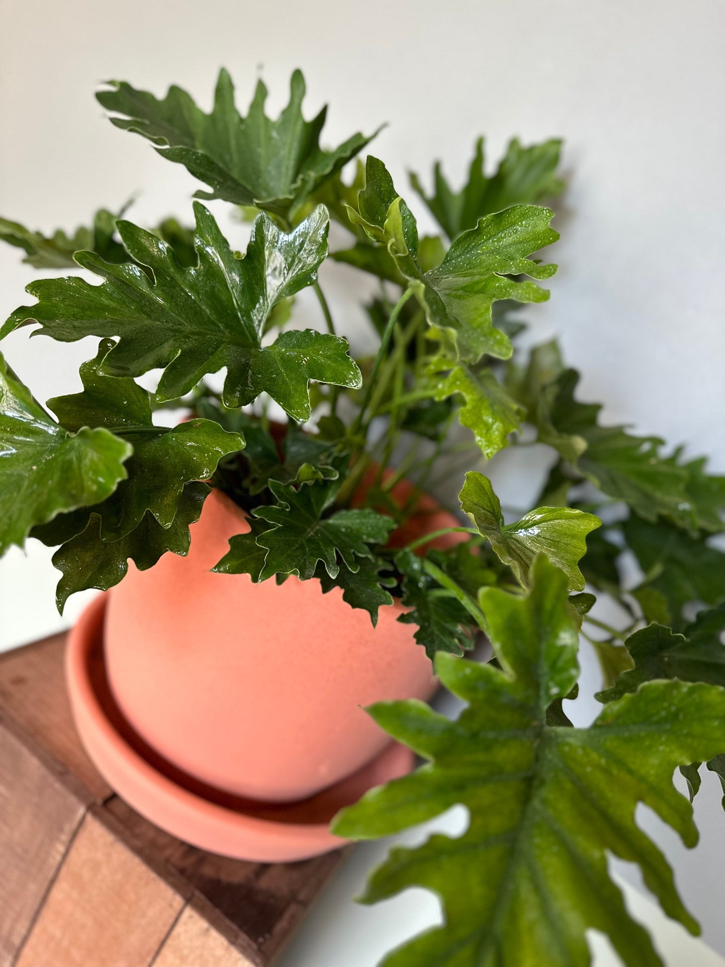 philodendron shangrila philodendron from flower + furbish Shop now at flower + furbish