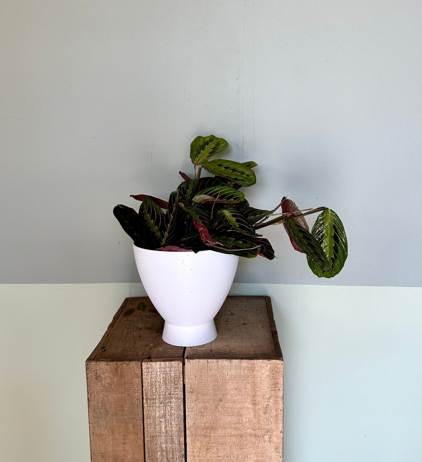 maranta red calathea calathea from flower + furbish Shop now at flower + furbish