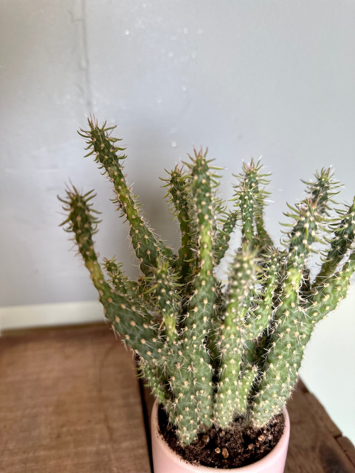 assorted cacti cactus from flower + furbish Shop now at flower + furbish