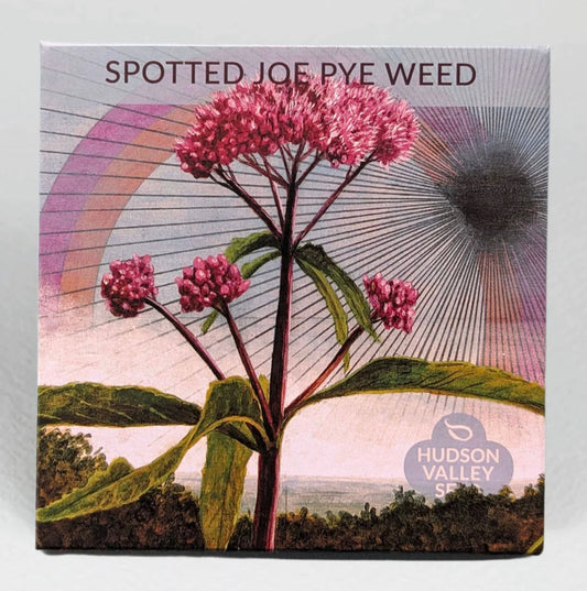 hudson valley joe pie weed (spotted) seeds seed from flower + furbish Shop now at flower + furbish