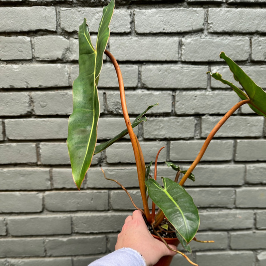 philodendron billietiae philodendron from flower + furbish Shop now at flower + furbish
