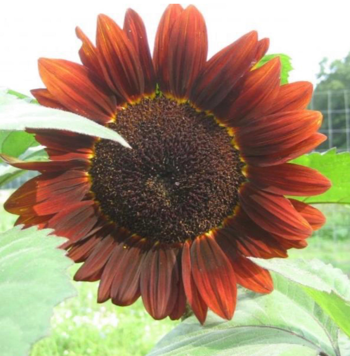 hudson valley velvet queen sunflower seeds seed from flower + furbish Shop now at flower + furbish