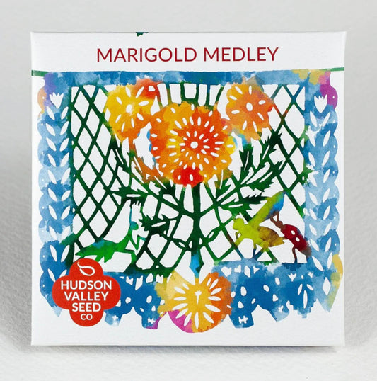 hudson valley marigold medley seeds seed from flower + furbish Shop now at flower + furbish