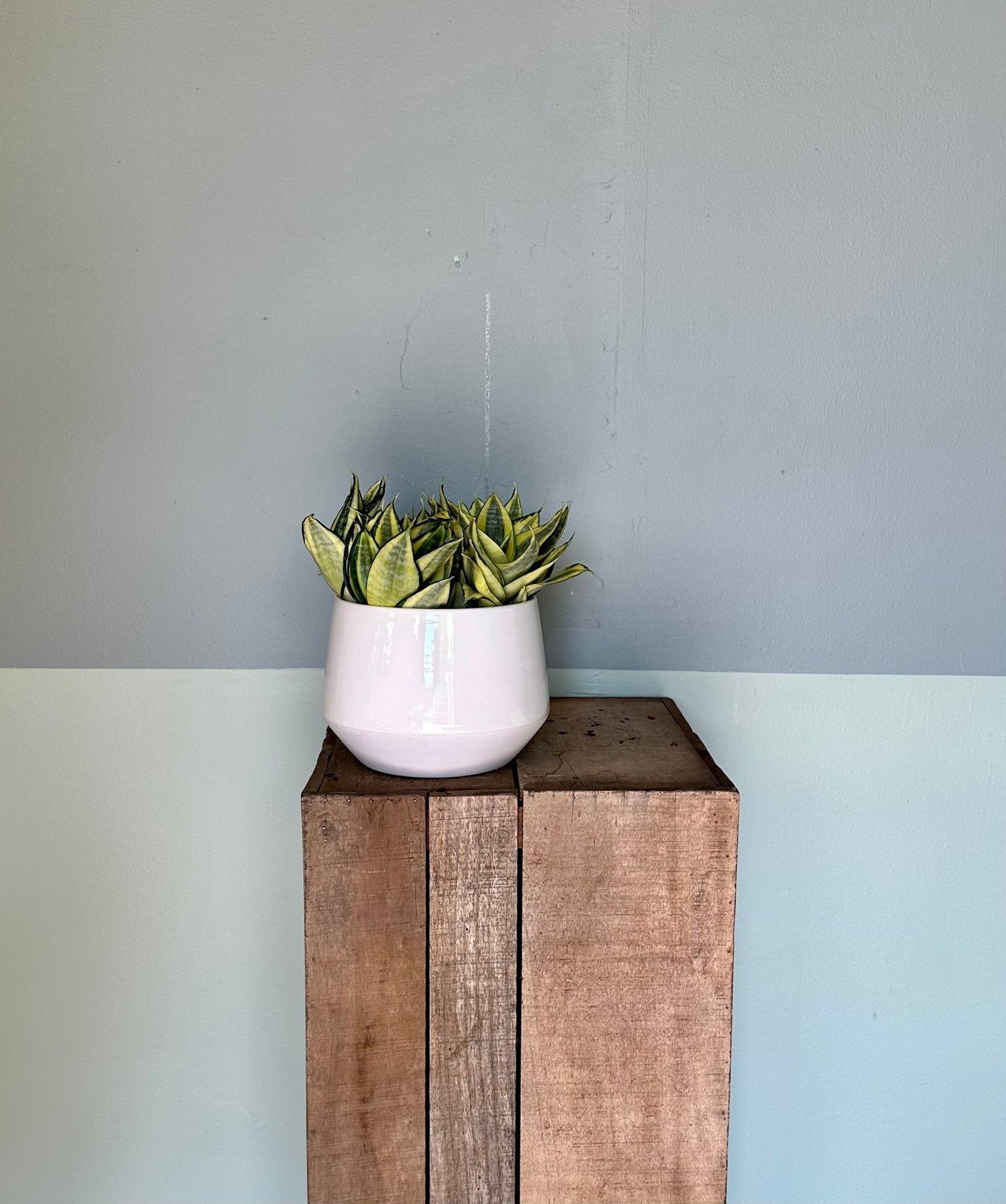 sansevieria birds nest gold sansevieria from flower + furbish Shop now at flower + furbish