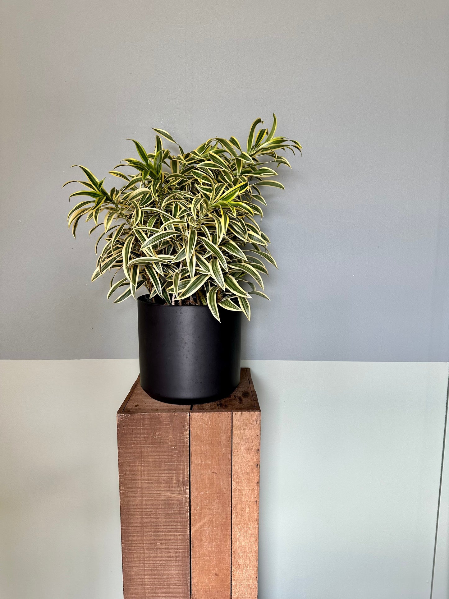 dracaena song of india pothos from flower + furbish Shop now at flower + furbish