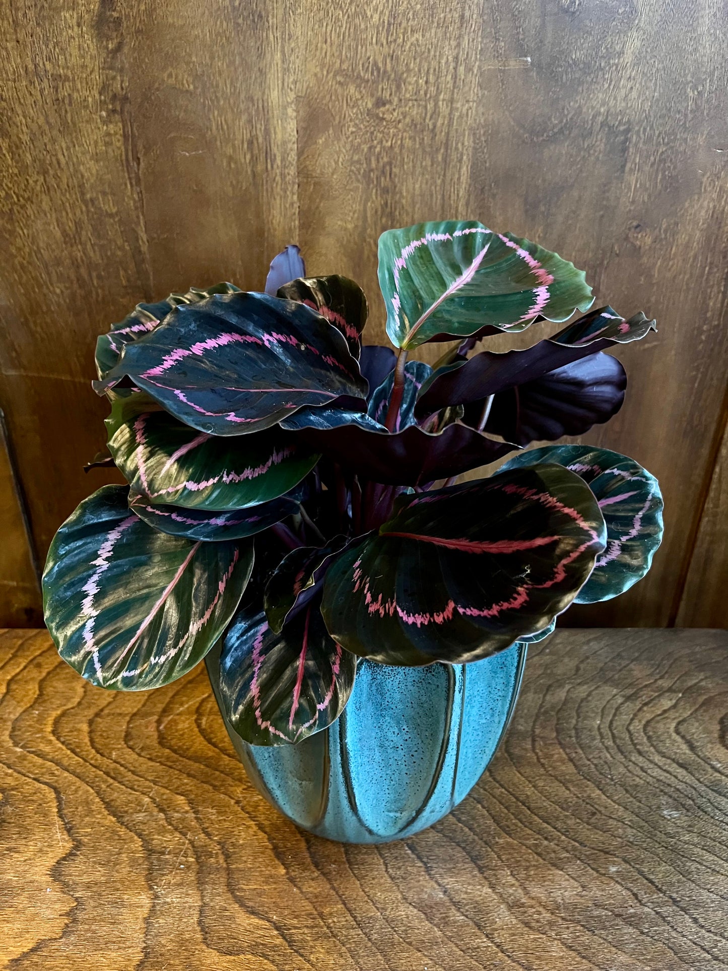 calathea dottie calathea from flower + furbish Shop now at flower + furbish